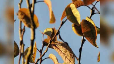 Optical Illusion Quiz: पत्तियों के बीच छिपी है चिड़िया, बड़े-बड़े लोग खोजने में हुए फेल, क्या आप 9 सेकंड में ढूंढ पाएंगे?