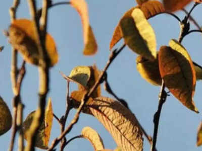 Optical Illusion Quiz: पत्तियों के बीच छिपी है चिड़िया, बड़े-बड़े लोग खोजने में हुए फेल, क्या आप 9 सेकंड में ढूंढ पाएंगे?