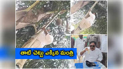 Jangaon: తాటి చెట్టెక్కిన మంత్రి.. స్వయంగా కల్లు గీసి.. ఆపై ఆస్వాదించి..