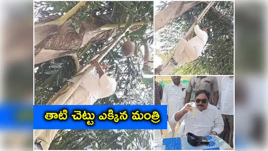 Jangaon: తాటి చెట్టెక్కిన మంత్రి.. స్వయంగా కల్లు గీసి.. ఆపై ఆస్వాదించి.. 