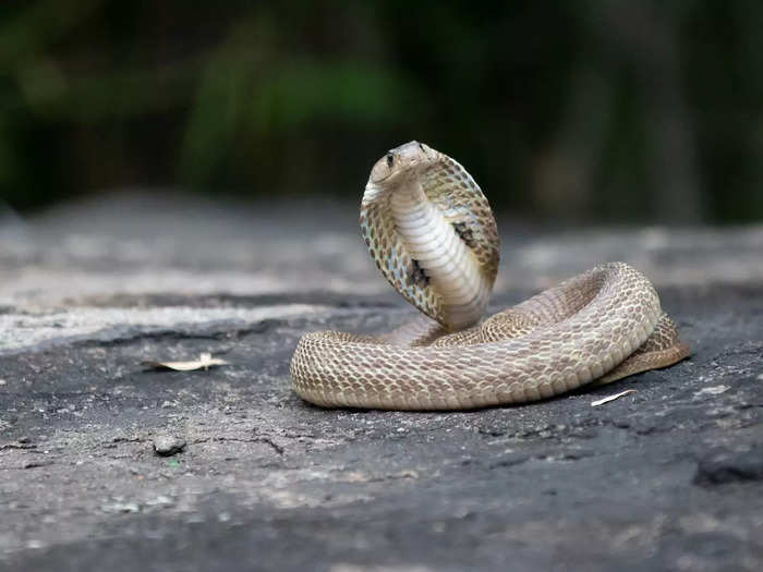 cobra hiding in the hospital was caught after hours of efforts