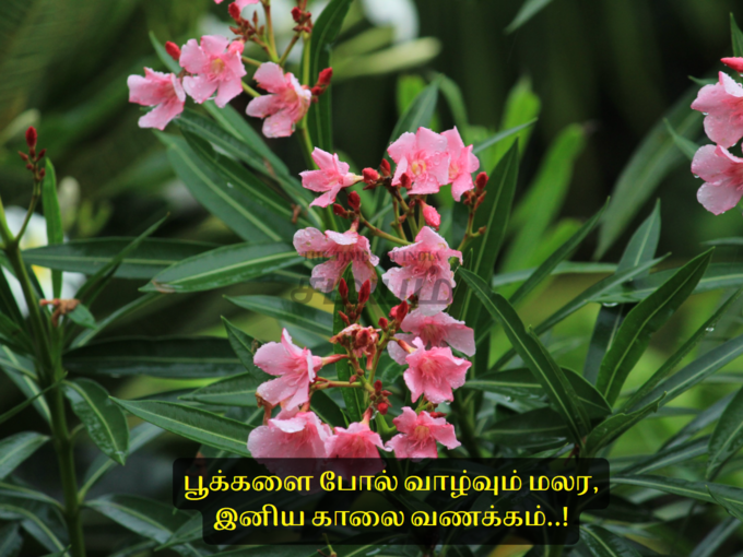 இனிய காலை வணக்கம்  