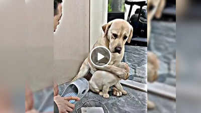 Puppy को चप्पल से मारने वाला था शख्स, फिर मां ने जो किया वह 7 करोड़ से ज्यादा लोगों ने देखा