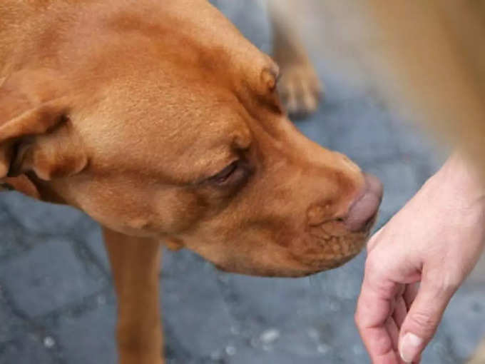 150 देसी-विदेशी नस्ल के कुत्ते मिले