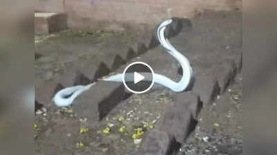 White King Cobra Ka Video: फन फैलाकर खड़ा हुआ सफेद रंग का कोबरा, रेस्क्यू का वीडियो देखकर लोग हैरान!