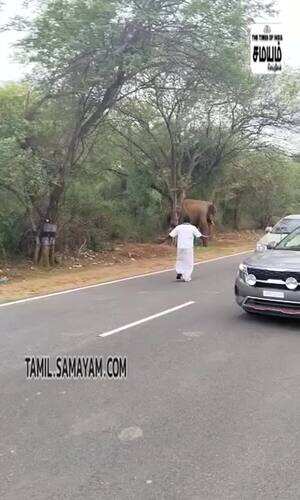 samayam/tamilnadu/dharmapuri/drunken-man-disturbing-elephant