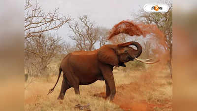 Elephant Attack : গ্রামে হাতির হানা, বরকে ফেলে পালাল বরযাত্রীরা