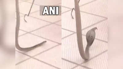 Snake At BJP Office:കർണാടകത്തിൽ വോട്ടെണ്ണൽ പുരോഗമിക്കുന്നതിനിടെ ബിജെപി ഓഫീസിൽ പാമ്പ്