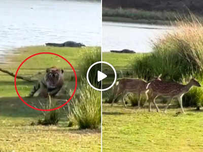 Tiger Ka Video: नदी से पानी पीकर मजे से जा रहा थे हिरण, तभी झाड़ियों से निकला टाइगर और पूरा माहौल बदल गया