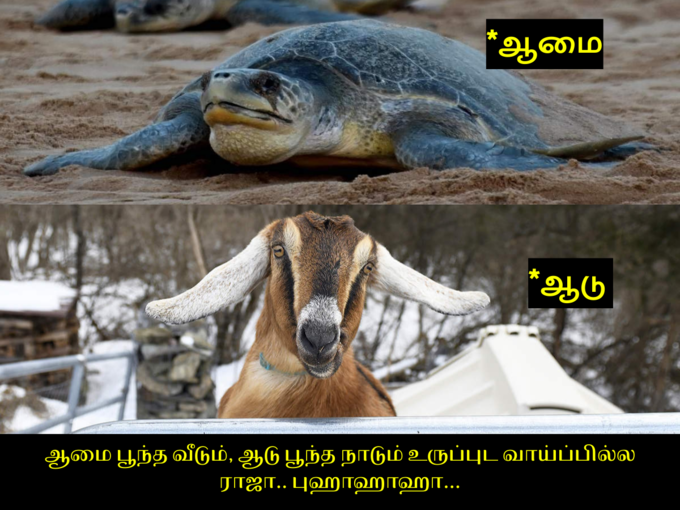 ஆமை vs ஆடு..