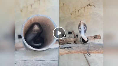 Cobra Ka Video: पाइप में छिपकर बैठा था किंग कोबरा, जैसे ही शख्स ने छेड़ा फन फैलाकर अटैक कर दिया