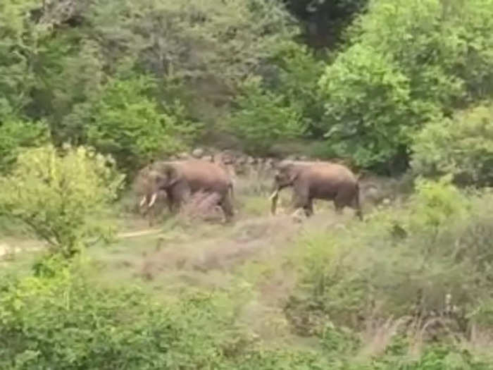 Thirupattur wild elephants atrocity