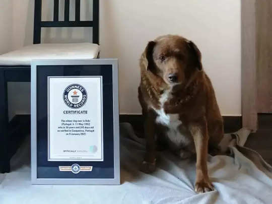 ​दुनिया का सबसे उम्रदराज कुत्ता, बनाया वर्ल्ड रिकॉर्ड, ...                                         