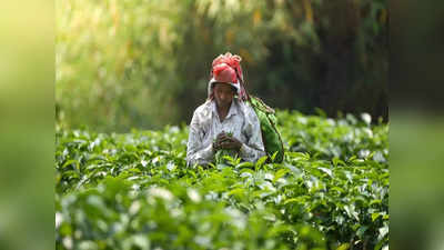Assam Tea : স্বাদে-গন্ধে গুণমান বৃদ্ধিতে জোর, চা পাতার উৎপাদন বাড়াতে প্যানেল তৈরি টি বোর্ডের