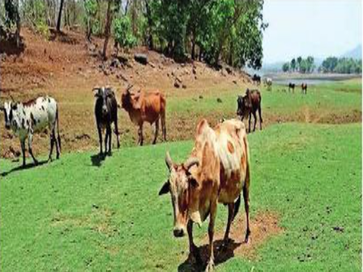 तहसीलदारांच्या नोटिसांमुळे उत्तनवासी भयभीत; गायरान जमीनप्रकरणी म्हणणे मांडण्याचे निर्देश