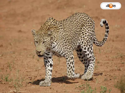 Leopard Attack : লোকালয়ে চিতাবাঘ-সিংহের হামলা, গুজরাটে মৃত ৩ শিশু