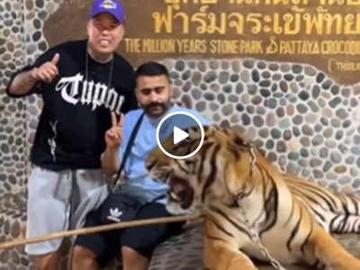 Tiger Scared Tourists: टाइगर के साथ फोटो खिंचवा रहे थे टूरिस्ट, मारी दहाड़ तो जान बचाकर भागने पर हुए मजबूर!