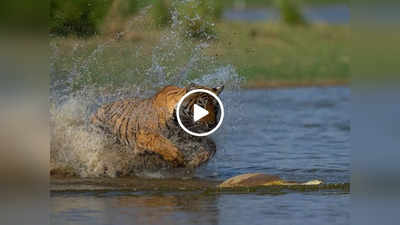 Jungle Safari Video: खूंखार टाइगर को देखते ही पानी में भागा कछुआ, बाघ ने पलभर में काम तमाम कर दिया, वीडियो वायरल
