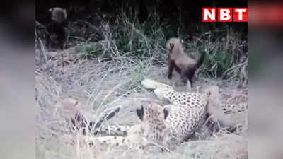 Cheetah News: मदर्स डे पर उमड़ा मां का प्यार, कूनो नेशनल पार्क में अपने शावकों को दुलारती दिखी मादा चीता