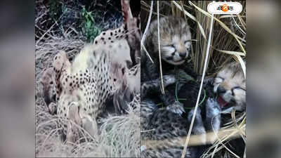 Kuno Cheetah Video : হাসছি মোরা আহ্লাদি..., কুনোর জঙ্গলে মায়ের সঙ্গে খেলায় মজে ৪ চিতা ছানা, দেখুন ভিডিয়ো