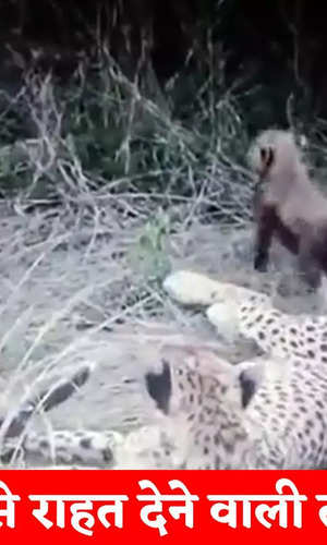 female cheetah siyaya seen playing with cubs in kuno national park watch video