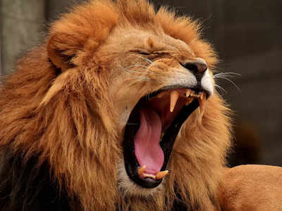 Loonkito Lion : পেটের টানে মাঝরাতে লোকালয়ে, শিকার করতে গিয়ে খোদ শিকার সিংহকূলের ঠাকুরদা লুনকিতো