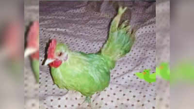 Funny News : किसी ने मुर्गे को हरा रंग किया और तोता बताकर बेच दिया, वायरल पोस्ट देख लोग हंसी नहीं रोक पा रहे