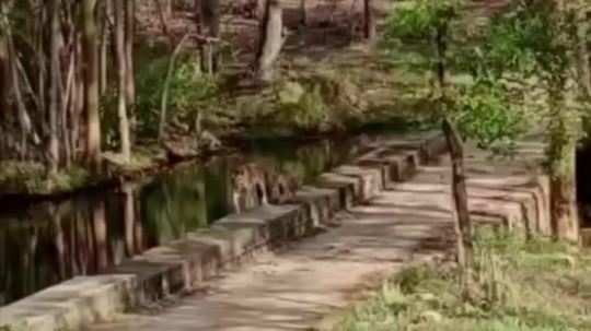 tiger family caught on camera playing in the water watch video