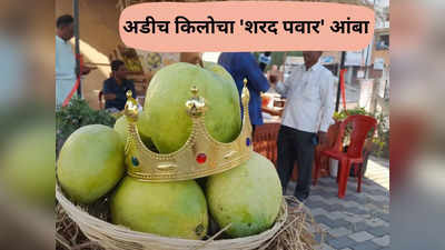 Sharad Pawar Mango : अबब अडीच किलोचा आंबा; नाव ठेवलं शरद पवार, का ठेवलं नाव? कारणही सांगितलं