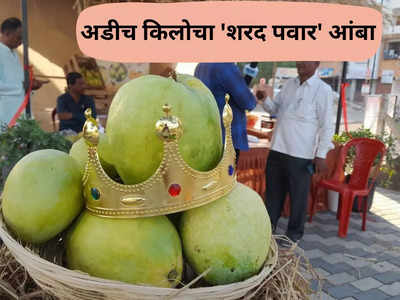 Sharad Pawar Mango : अबब अडीच किलोचा आंबा; नाव ठेवलं शरद पवार, का ठेवलं नाव? कारणही सांगितलं