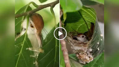 Bird Viral Video: किसी दर्जी से कम नहीं है ये चिड़िया, पत्तियों को चोंच से सिलकर बना देती है कमाल का घोंसला