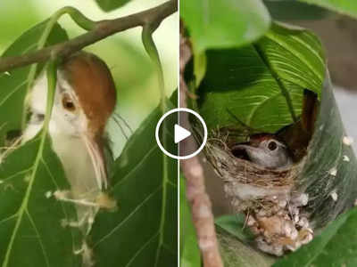 Bird Viral Video: किसी दर्जी से कम नहीं है ये चिड़िया, पत्तियों को चोंच से सिलकर बना देती है कमाल का घोंसला