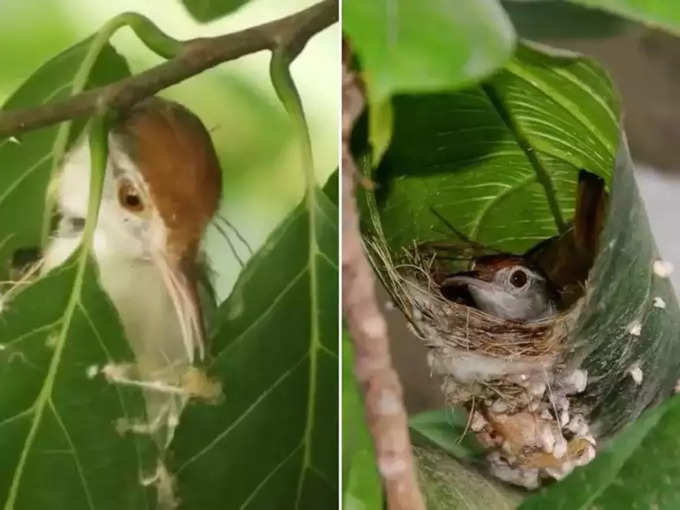 पत्ते को सिलकर बनाया घोंसला!