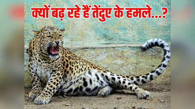 Leopard Attacks: जंगल से निकलकर खेतों की तरफ क्‍यों दौड़ रहे तेंदुए, इंसानों पर बढ़ते हमलों की वजह क्‍या?