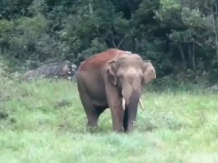arikkomban elephant