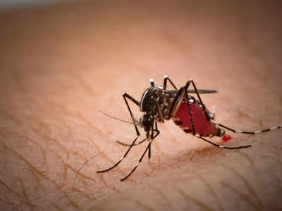 National Dengue Day 2023: ഡെങ്കിപ്പനി പിടിപെടാതിരിക്കാൻ ഈ കാര്യങ്ങളിൽ വേണം അതീവ ശ്രദ്ധ