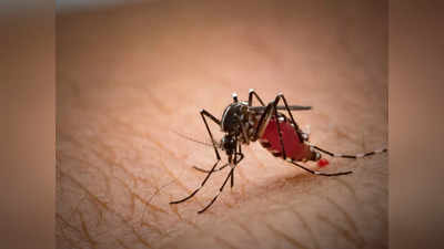 National Dengue Day 2023: ഡെങ്കിപ്പനി പിടിപെടാതിരിക്കാൻ ഈ കാര്യങ്ങളിൽ വേണം അതീവ ശ്രദ്ധ