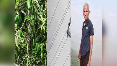 Pune: आंबे काढायला झाडावर चढले, फांद्यांमधील वीजेच्या तारेला स्पर्श; निवृत्त पोलीस अधिकाऱ्याचा जागीच मृत्यू