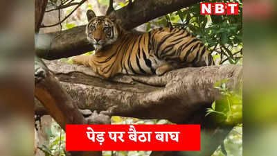 Bandhavgarh Tiger Reserve: गर्मी से बचने के लिए पेड़ पर चढ़ा बाघ, पर्यटकों की हुई मौज