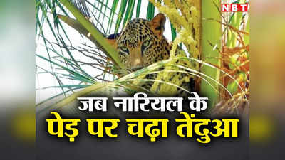 Jungle News: तेंदुए के ऊपर गरुड़, नीचे कुत्तों ने घेरा... 18 घंटे तक नारियल के पेड़ पर चले ऑपरेशन की दिलचस्प कहानी
