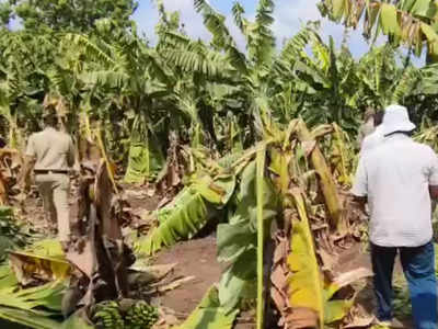 अज्ञात टोळकं केळीच्या बागेत घुसलं, दोन तासांत ४ हजार झाडांची कत्तल, शेतकऱ्यावर आभाळ कोसळलं