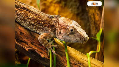 Flying Gecko : আকাশে উড়ছে টিকটিকি! মিজোরামে অবাক কাণ্ড