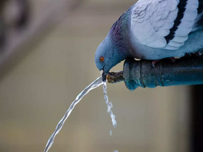 निर्जला एकादशी व्रत नियम : पशु पक्षियों के लिए पानी रखे