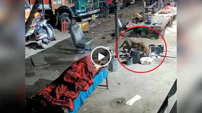 Leopard Attack: आदमी के पास लेटा था कुत्ता, रात के अंधेरे में तेंदुआ आया और उठाकर ले गया, CCTV फुटेज वायरल