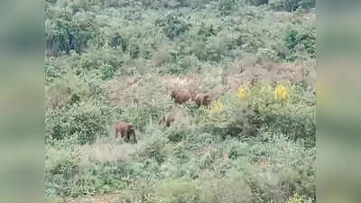 மேற்கு தொடர்ச்சி மலைப் பகுதிகளில் யானைகள் கணக்கெடுக்கும் பணி தொடக்கம்-வனத்துறையினர் தீவிரம்