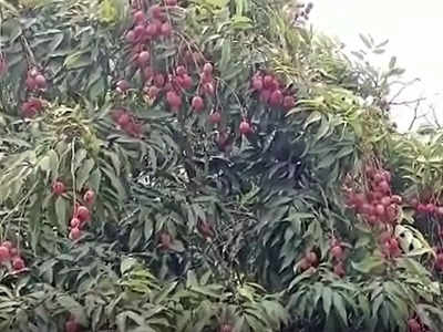 Muzaffarpur Sahi litchi: राष्ट्रपति और प्रधानमंत्री चखेंगे शाही लीची का स्वाद, बिहार से भेजा जा रहा खास तोहफा