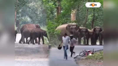 Elephant Attack Video: চোখের সামনে হাতি দেখেও ভয় নেই! মুহূর্তে ঘটল ভয়ঙ্কর ঘটনা, দেখুন ভিডিয়ো