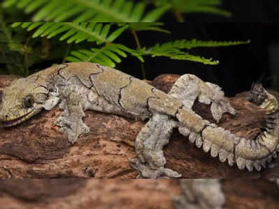 Flying Gecko: मिजोरम में मिली उड़ने वाली छिपकली की नई प्रजाति, IFS ने शेयर की तस्वीर