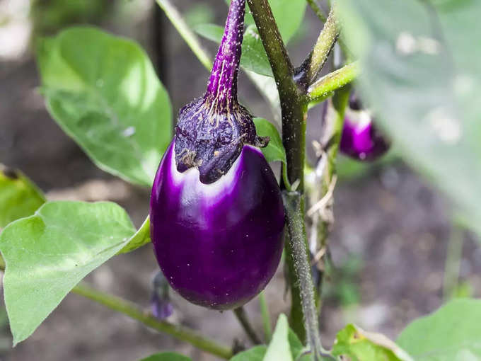 5.  Eating too much eggplant will increase the risk