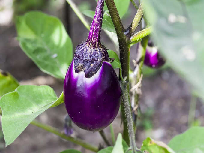 5. Eating too much eggplant will increase the risk 5. Eating too much eggplant will increase the risk